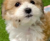 Havachon Puppies For Sale Pilesgrove Pups